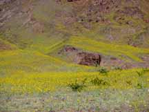 Death Valley with carpet of yellow flowers